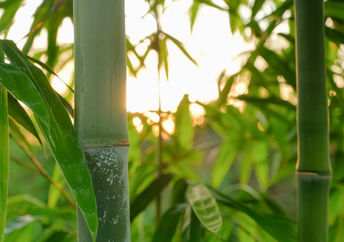 Bamboo forest.