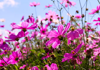 Pink flowers.