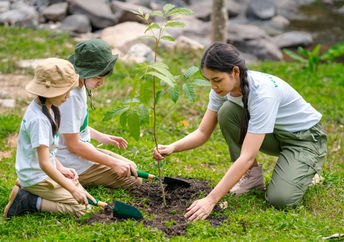 Reforestation.