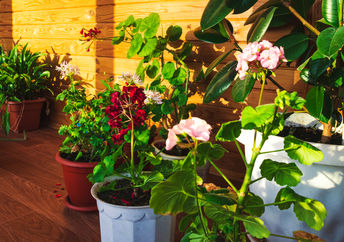 Beautiful plants.