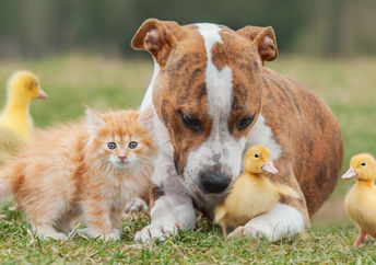 Adorable pets.