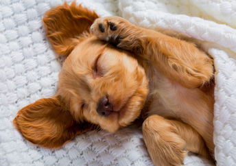 a dog dreaming.