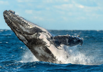 Humpback whale breaches near Sydney, Australia.