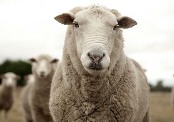 Grazing sheep.