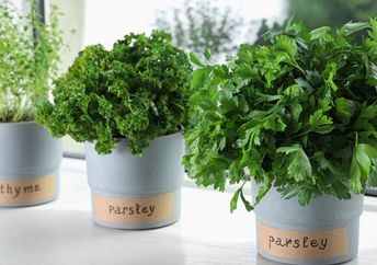 Indoor herb garden.