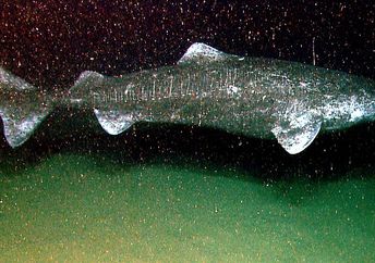 a photo that was taken of a Greeland shark decades ago.