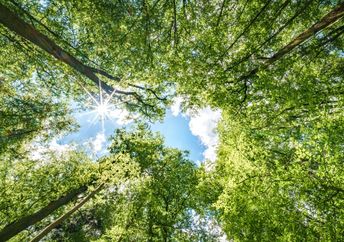 Trees in a forest.
