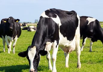 Grazing dairy cows.