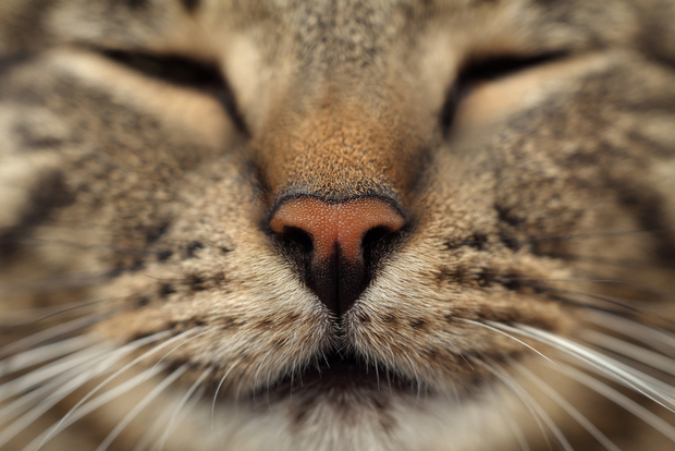 A close up of a cat's nose and face A close up of a cat's nose and face