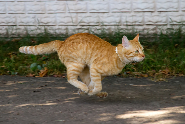 A fast running cat in motion A fast running cat in motion