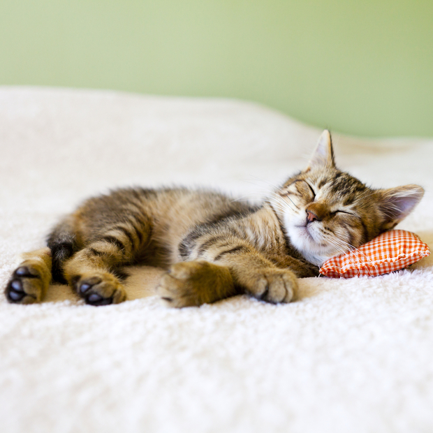 a beautiful cat sleeping on a red couch a beautiful cat sleeping on a red couch