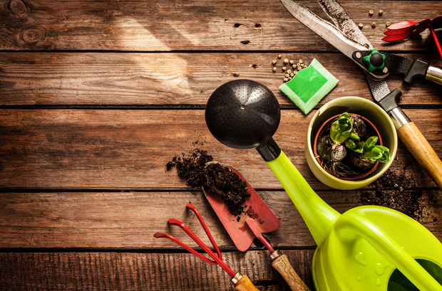 Wholesome winter vegetables that you can plant right now