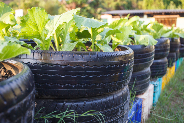 Recycled tires in a garden Recycled tires in a garden