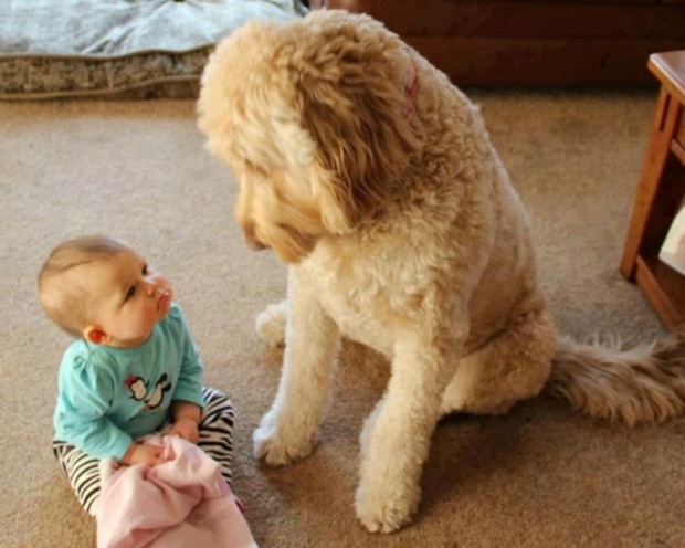 Cute photo of baby with pet dog Cute photo of baby with pet dog