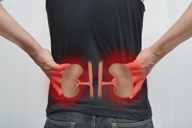 showing where the kidneys are on a body showing where the kidneys are on a body