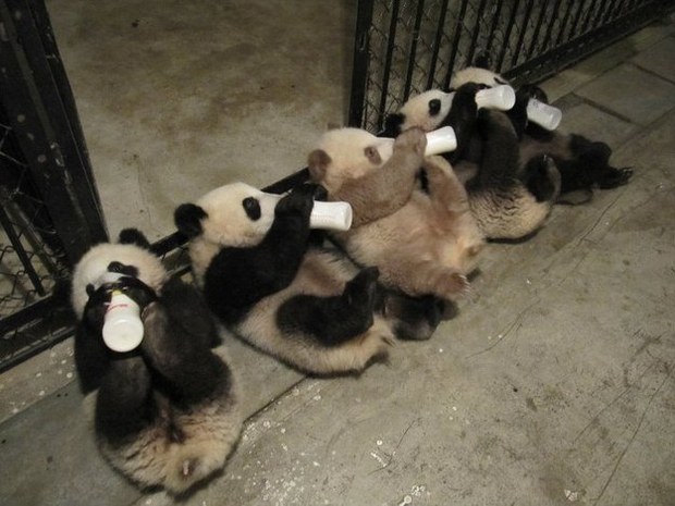 Baby pandas China Baby pandas China
