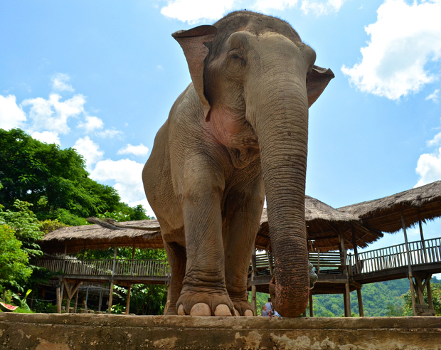 A rescued elephant at Elephant Nature park in Chiang Mai A rescued elephant at Elephant Nature park in Chiang Mai