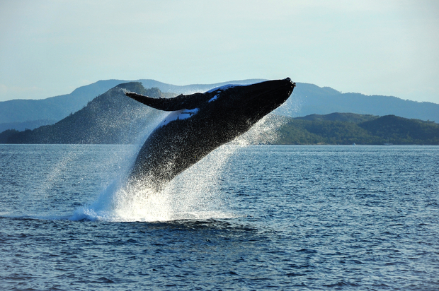 A humpback whale breaches off the coast of Queensland, A humpback whale breaches off the coast of Queensland,