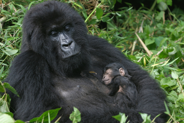 A mother and newborn baby gorilla in the Virunga Mountains A mother and newborn baby gorilla in the Virunga Mountains