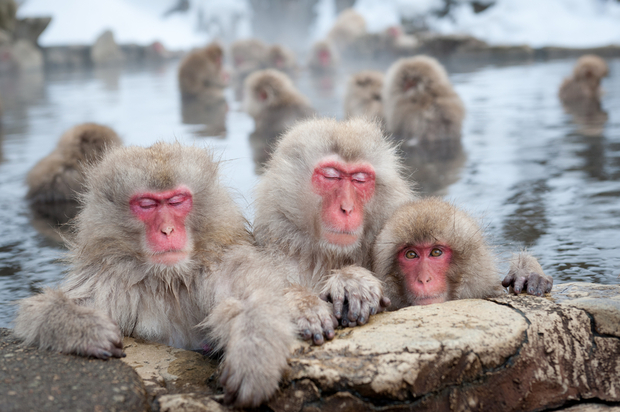 Japanese snow monkeys in a natural onsen (hot spring), in Jigokudani Park. Japanese snow monkeys in a natural onsen (hot spring), in Jigokudani Park.