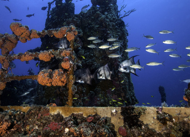 A coral encrusted shipwreck at John Pennekamp State Park A coral encrusted shipwreck at John Pennekamp State Park