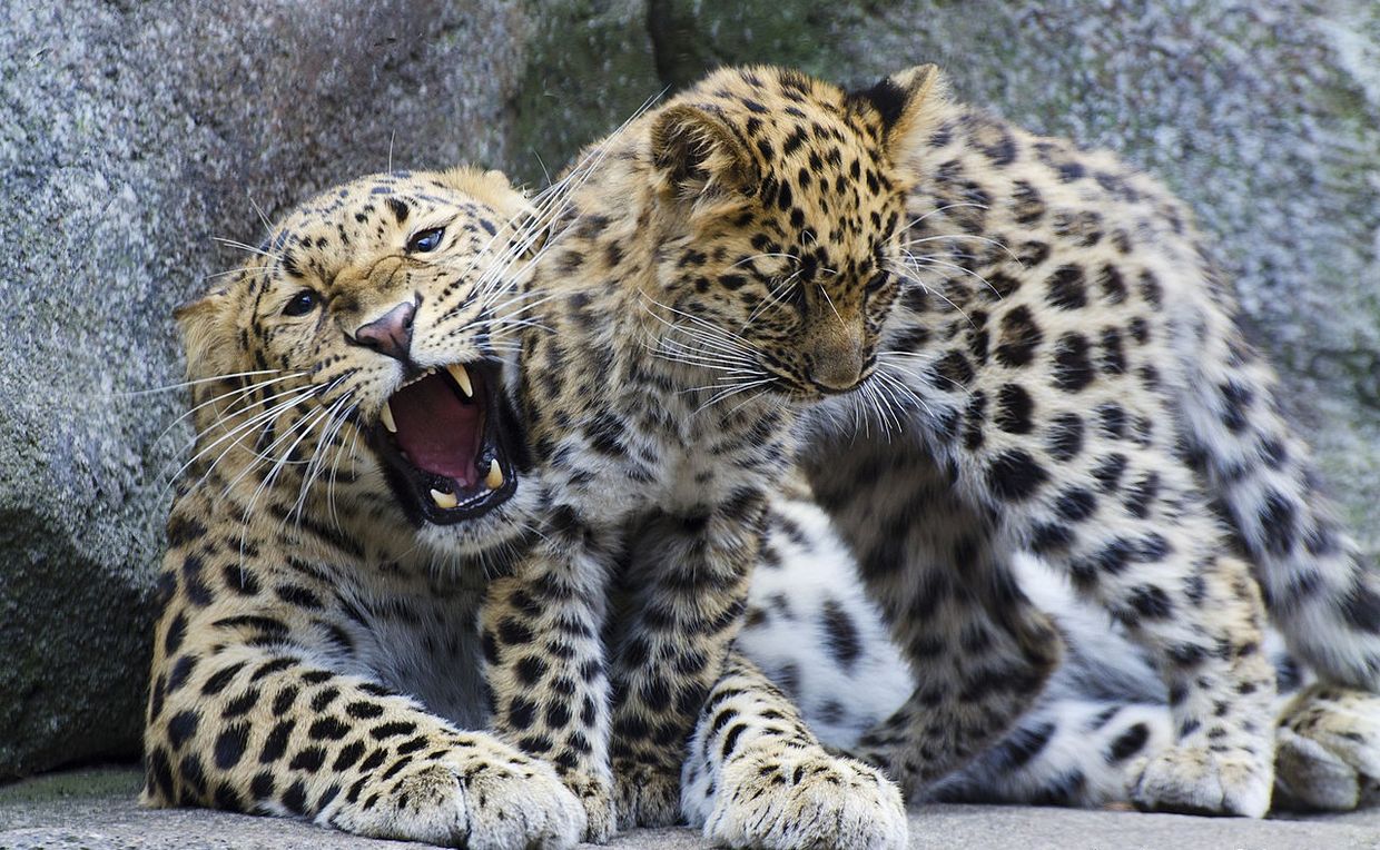 An Amur leopard cub and its mother. (Makeenosman, Creative Commons) An Amur leopard cub and its mother. (Makeenosman, Creative Commons)