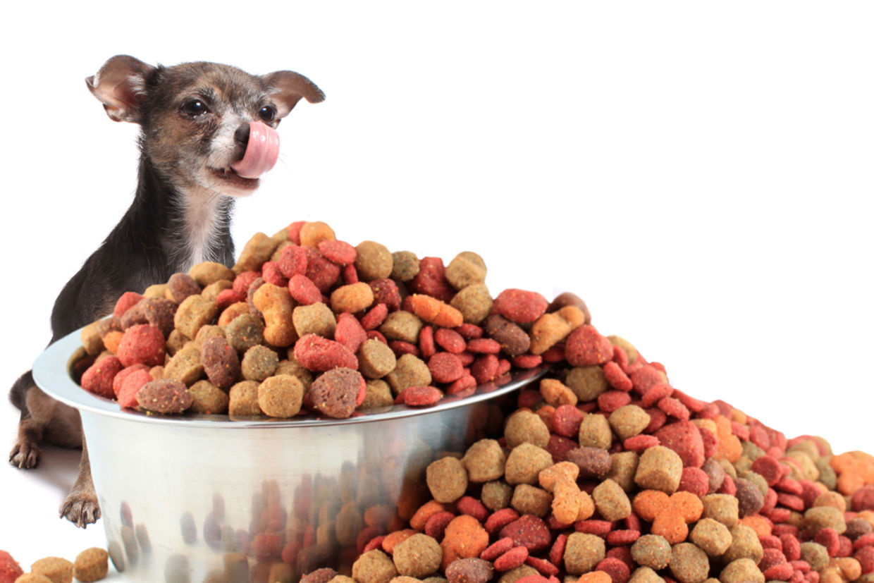There might be a few dogs out there with more money than you. (gvictoria / Shutterstock.com) There might be a few dogs out there with more money than you. (gvictoria / Shutterstock.com)