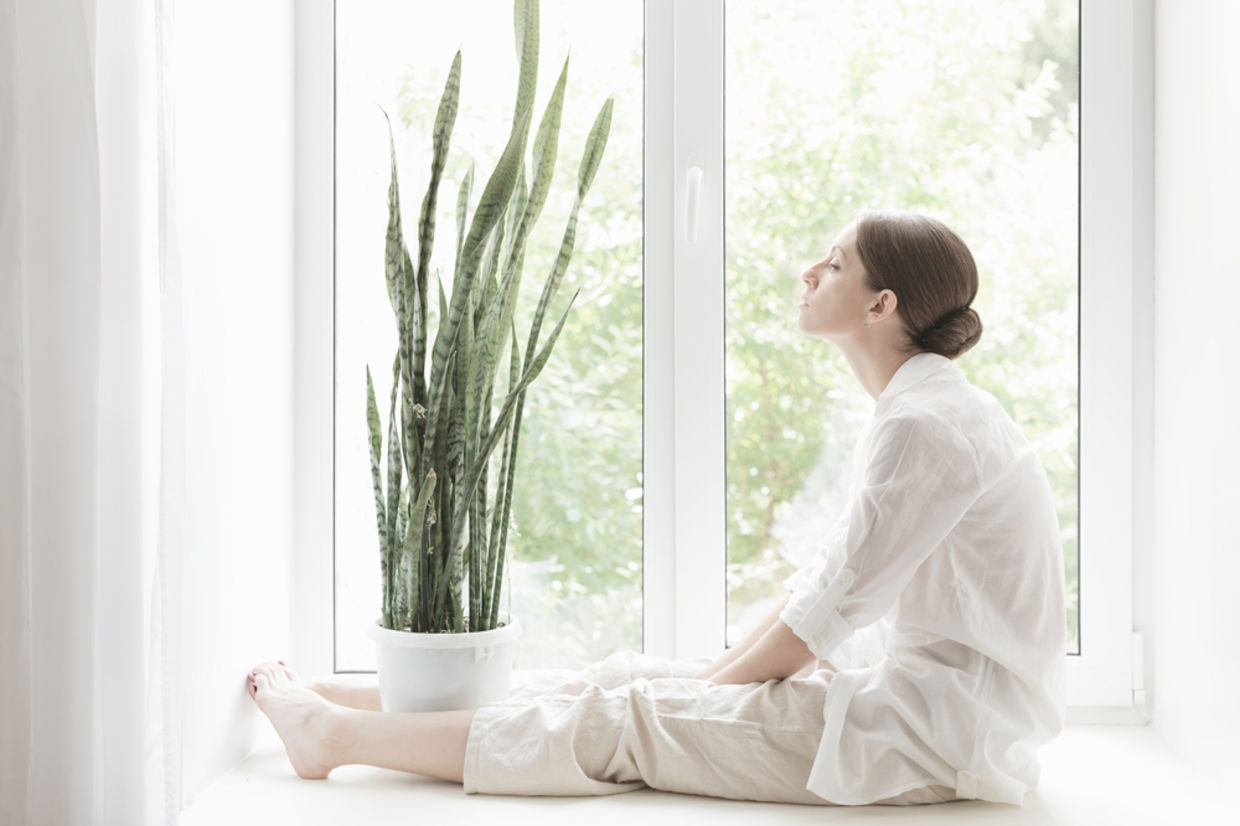 The Snake Plant will keep your air fresh and looks good. (Shutterstock)