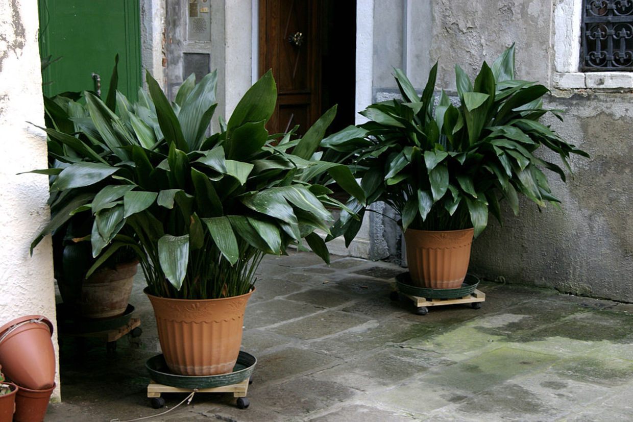 The Iron Plant is extremely resilient and will stay with you for years. (Nino Barbieri/CC BY-SA 3.0)