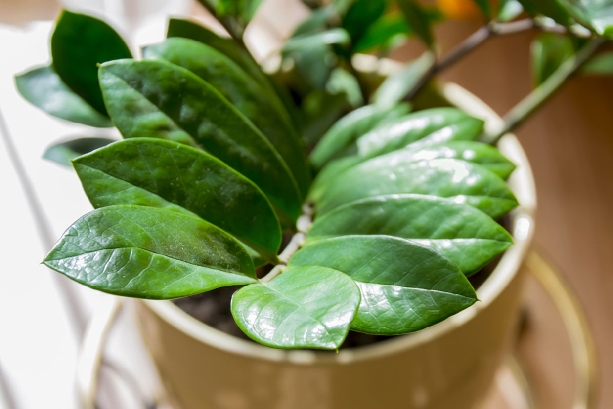 Plants don't get much more low maintenance than the Zanzibar Gem. (dugwy39 / Shutterstock.com)