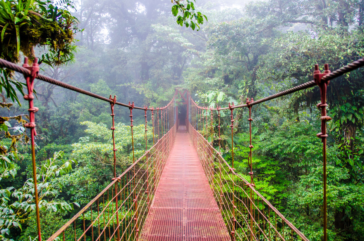 A Costa Rican rainforest A Costa Rican rainforest