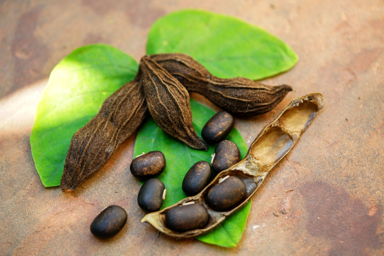 Mucuna has been used in Ayurvedic medicine for over 2,000 years. (Shutterstock) Mucuna has been used in Ayurvedic medicine for over 2,000 years. (Shutterstock)