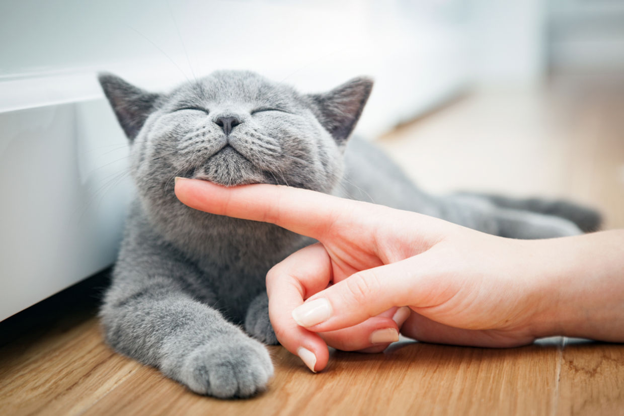 cat benefits - benefits of having a cat cat benefits - benefits of having a cat