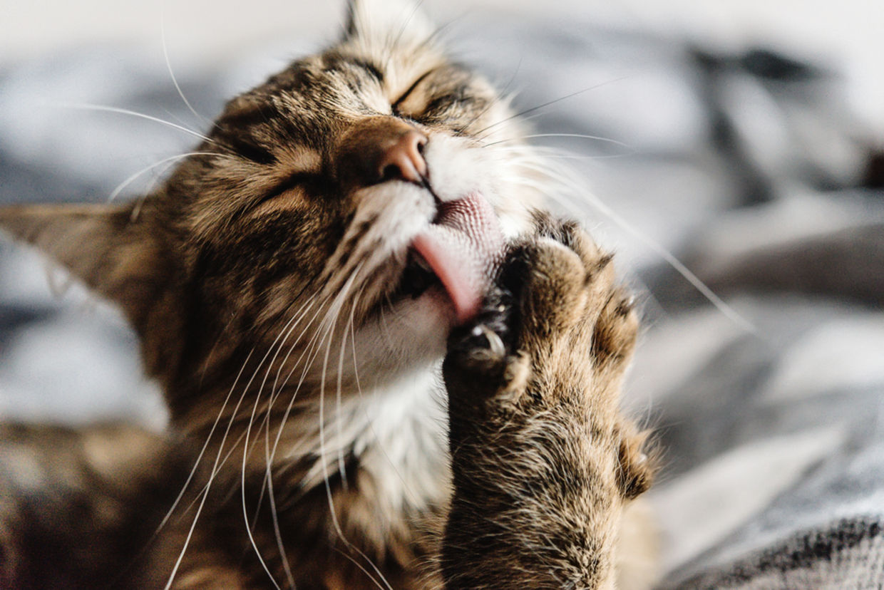 cat benefits - benefits of having a cat cat benefits - benefits of having a cat