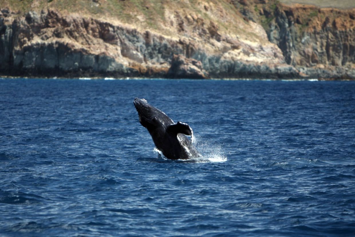 Breaching Young Humpback Whale near Socorro Island, The Revillagigedos Archipelago Breaching Young Humpback Whale near Socorro Island, The Revillagigedos Archipelago