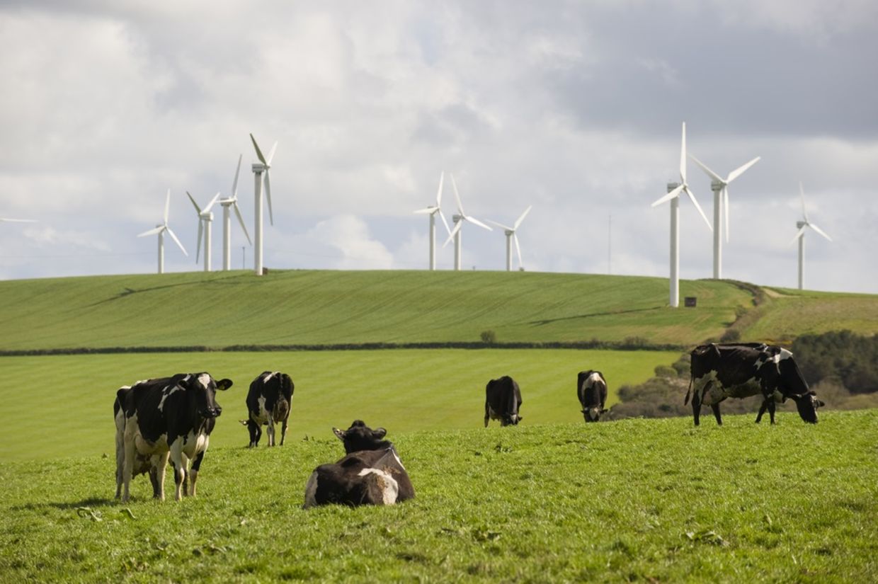 Cows graze in front of wind turbines in Cornwall, UK. Cows graze in front of wind turbines in Cornwall, UK.