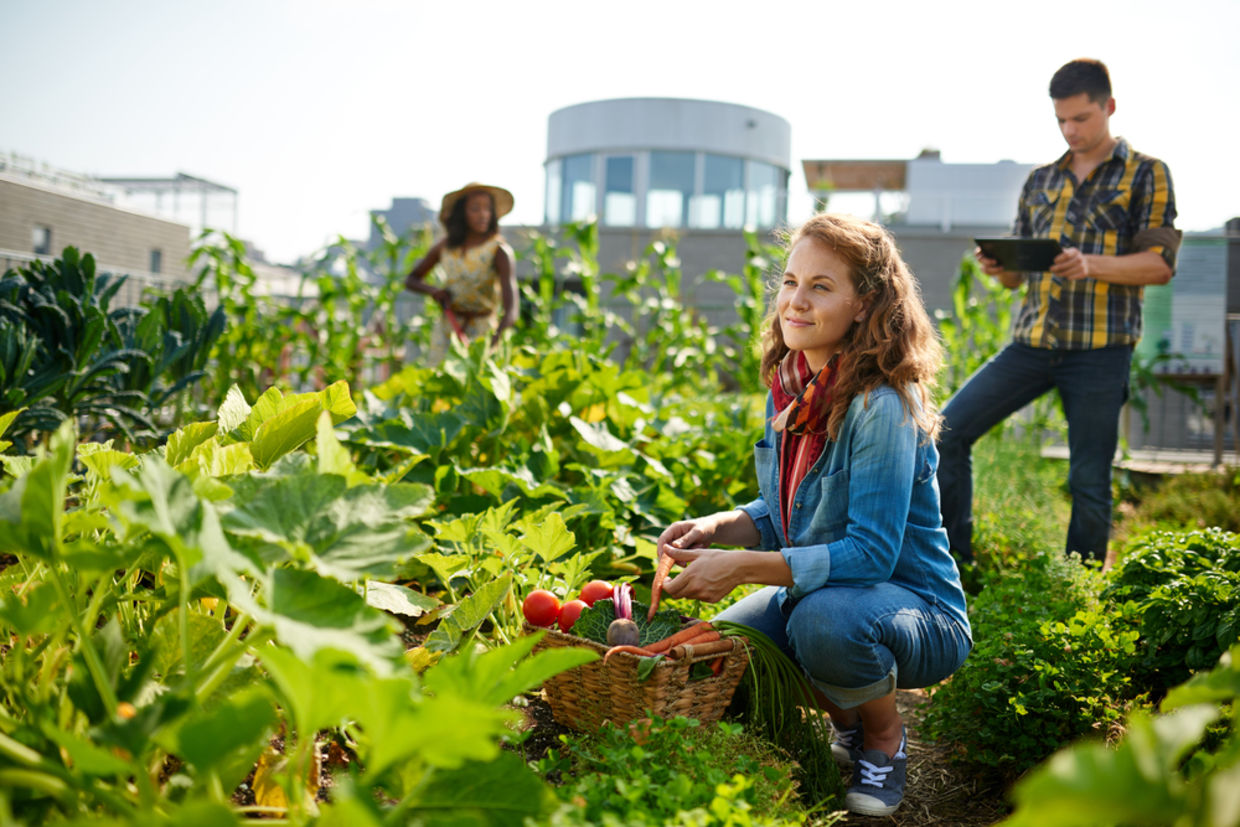 Friendly team harvesting fresh vegetables from the rooftop greenhouse garden Friendly team harvesting fresh vegetables from the rooftop greenhouse garden