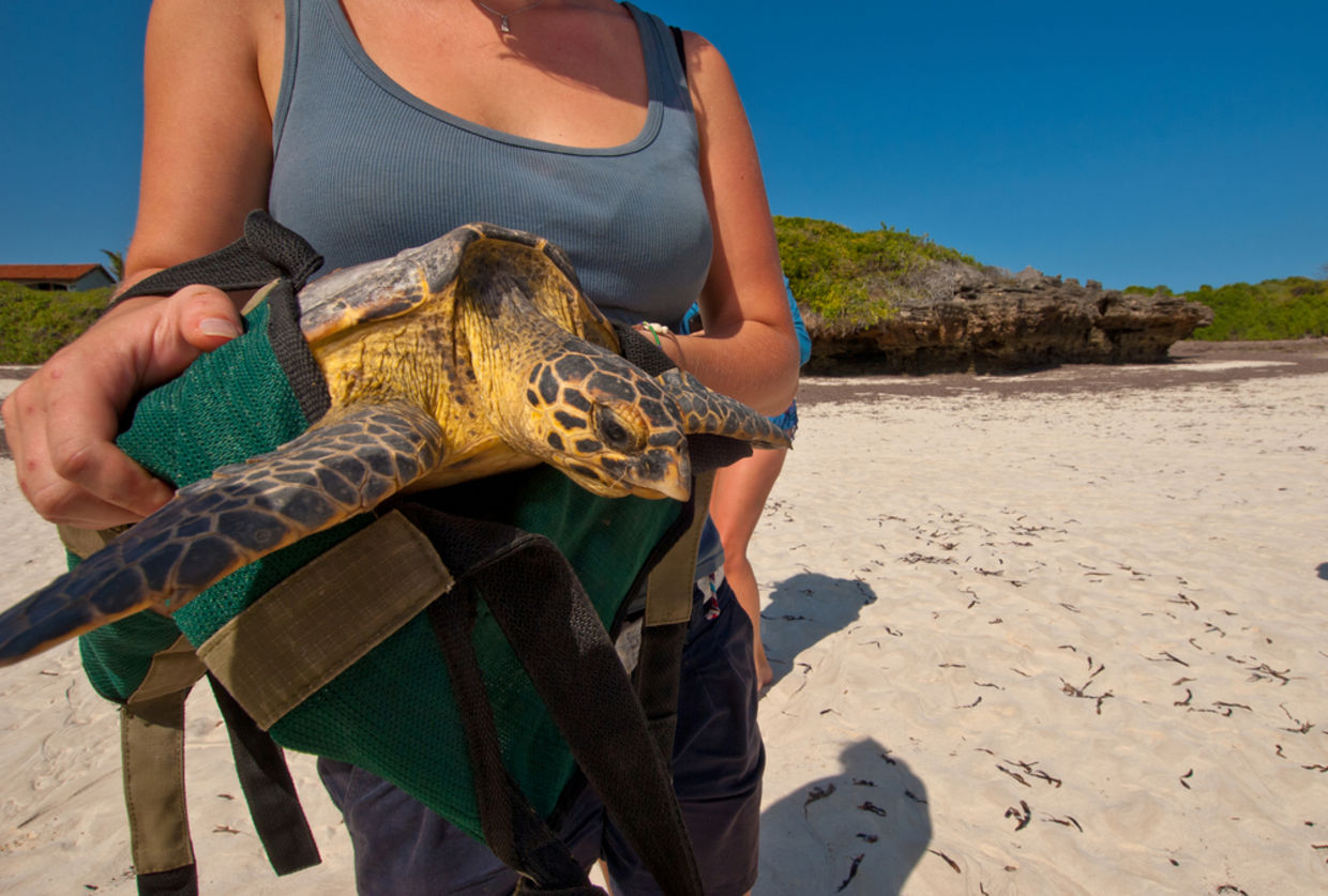 Lady releases green turtle for conservation Lady releases green turtle for conservation