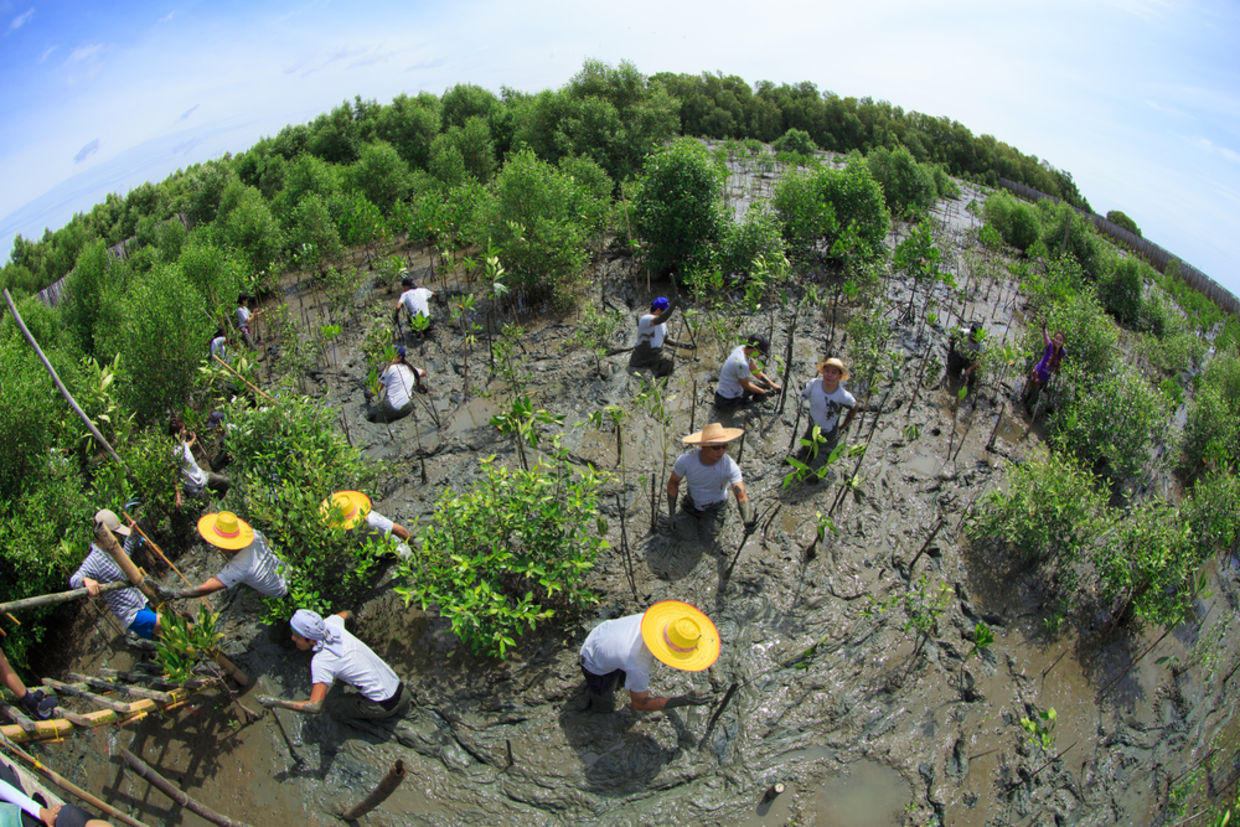 Volunteers join together and plant young tree in deep mud in mangrove reforestation project on September 16, 2014 in Samutsakorn Thailand. Volunteers join together and plant young tree in deep mud in mangrove reforestation project on September 16, 2014 in Samutsakorn Thailand.