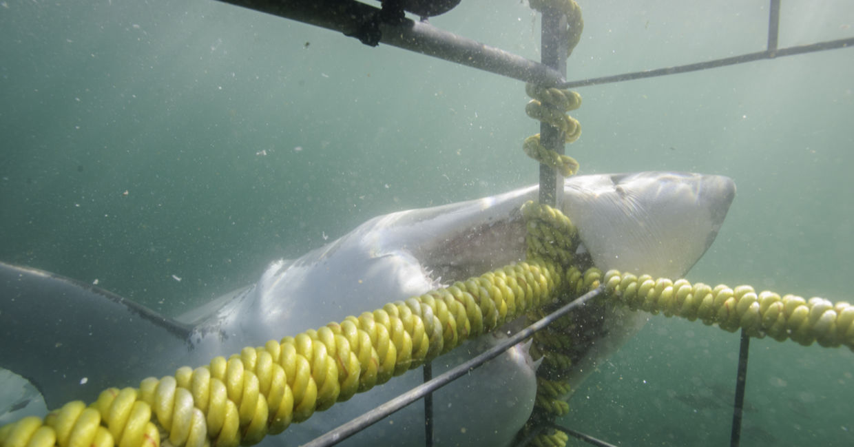 Great white shark biting the cage, False Bay, Simonstown, South Africa Great white shark biting the cage, False Bay, Simonstown, South Africa