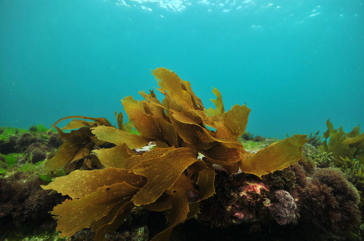 Edible, Algae-Based Water Bottle