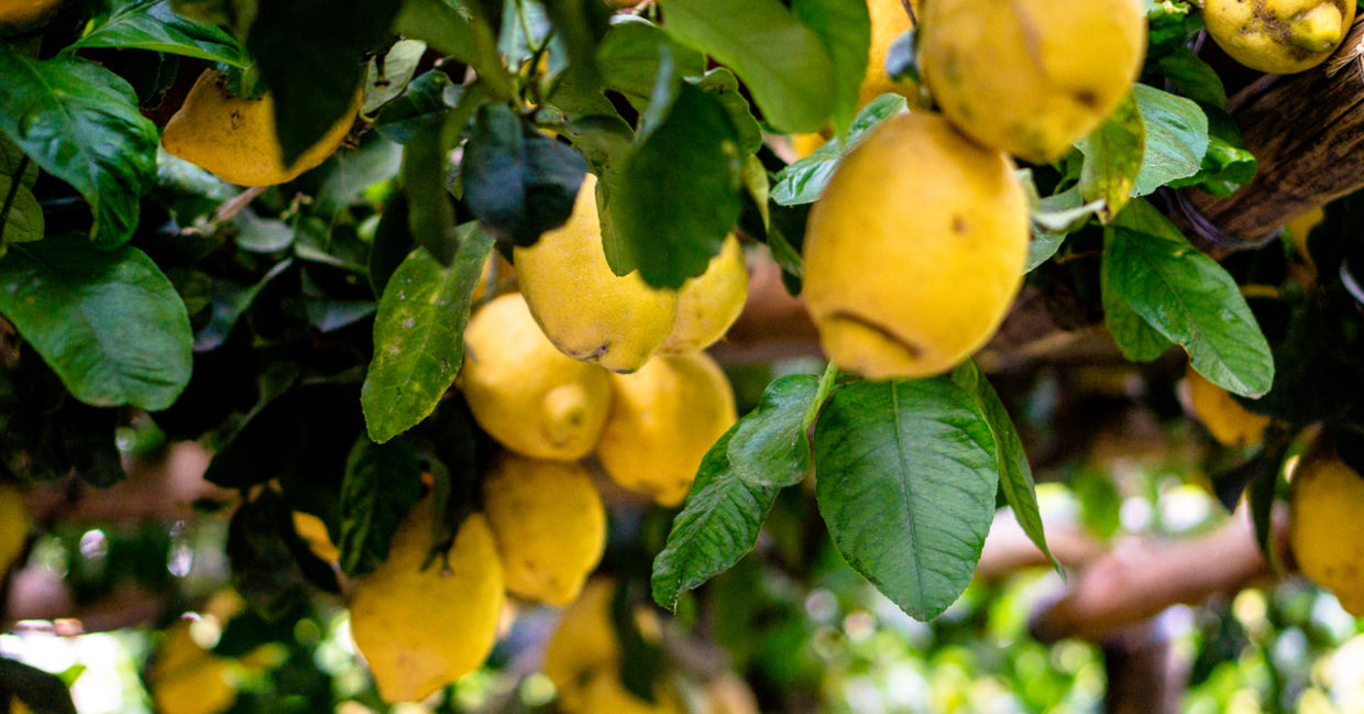 Lemons are one of the healthiest foods in the world Lemons are one of the healthiest foods in the world