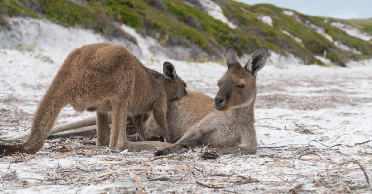 A western grey kangaroo chilling out in Lucky Bay A western grey kangaroo chilling out in Lucky Bay