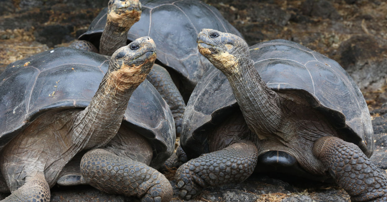 Three giant tortoises in the Galapagos Islands Three giant tortoises in the Galapagos Islands