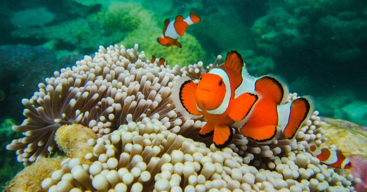 Clown fish great barrier reef Clown fish great barrier reef