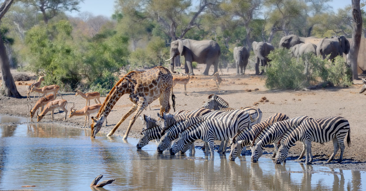 Zebras and giraffes lounge together at a Kruger waterhole Zebras and giraffes lounge together at a Kruger waterhole