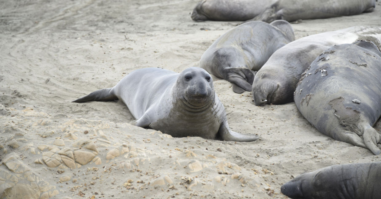 A baby seal during breeding season A baby seal during breeding season