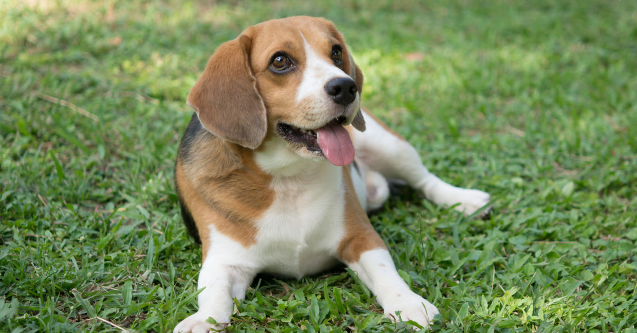 Cute dog Cute dog