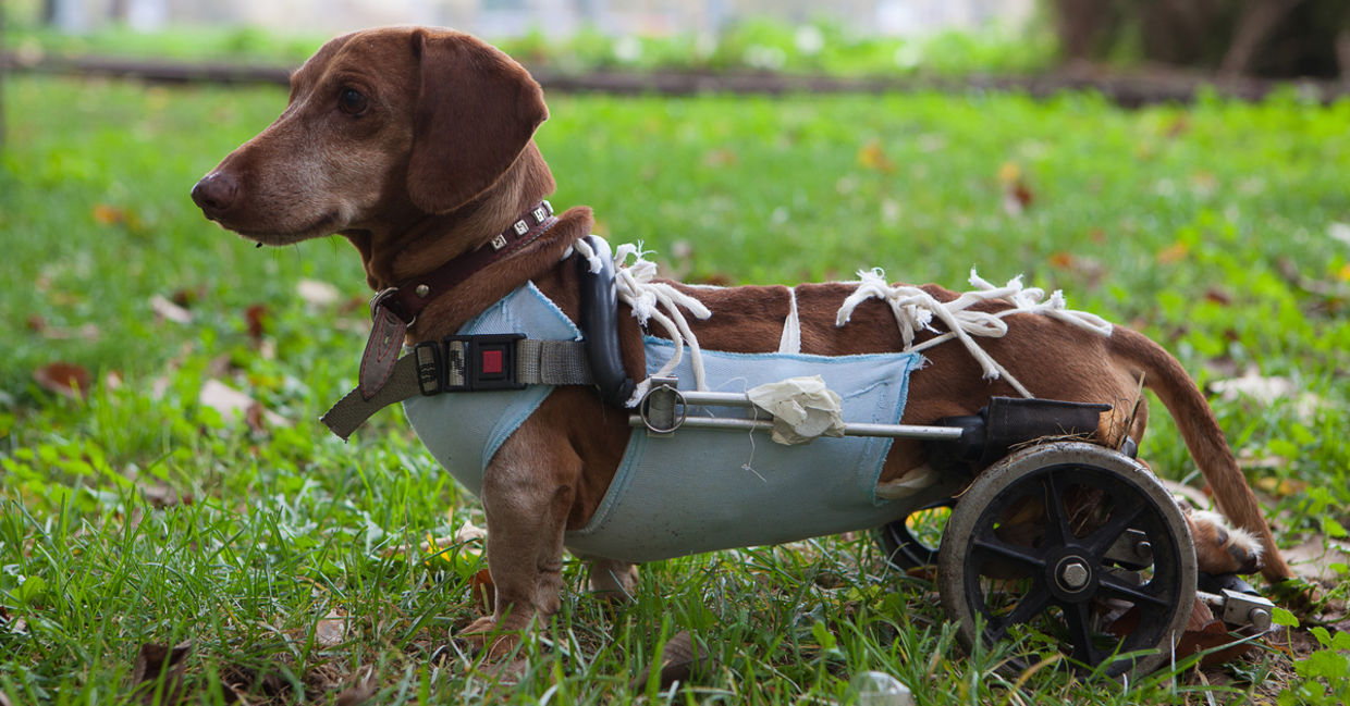 Dog with prosthetic legs Dog with prosthetic legs