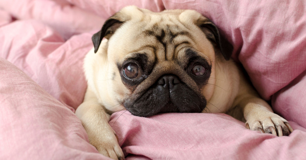 Pug wrapped in blanket Pug wrapped in blanket